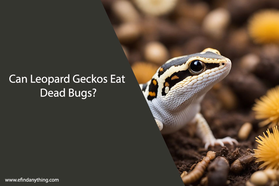 Can Leopard Geckos Eat Dead Bugs