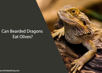 Can Bearded Dragons Eat Olives