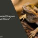 Can Bearded Dragons Eat Olives