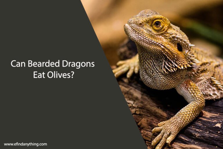 Can Bearded Dragons Eat Olives