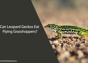 Can Leopard Geckos Eat Flying Grasshoppers