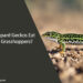 Can Leopard Geckos Eat Flying Grasshoppers