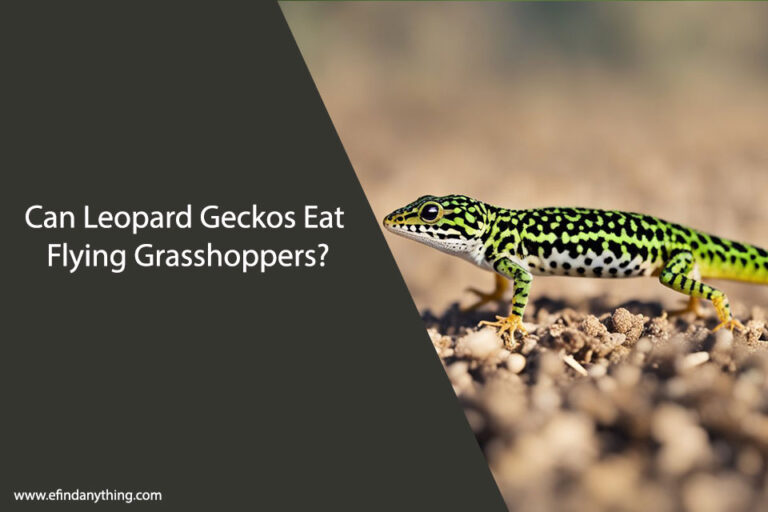 Can Leopard Geckos Eat Flying Grasshoppers