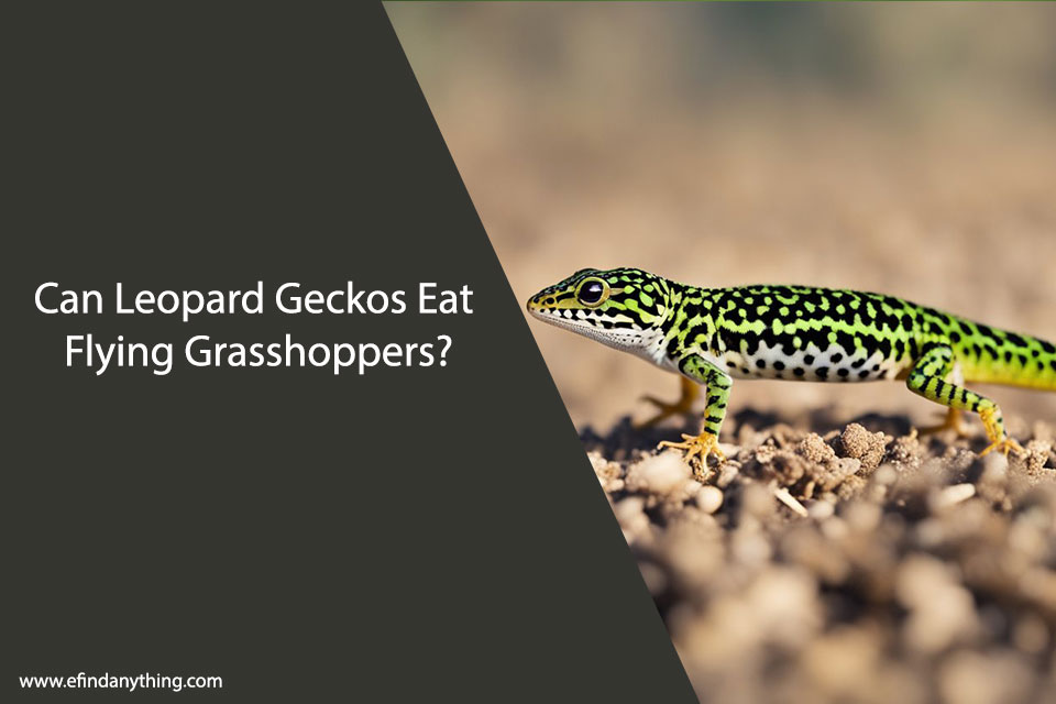 Can Leopard Geckos Eat Flying Grasshoppers