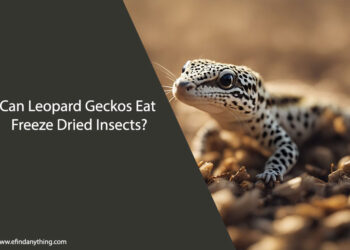 Can Leopard Geckos Eat Freeze Dried Insects