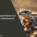 Can Leopard Geckos Eat Freeze Dried Insects