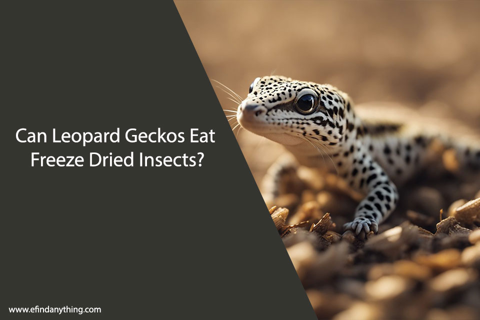 Can Leopard Geckos Eat Freeze Dried Insects
