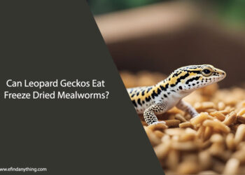Can Leopard Geckos Eat Freeze Dried Mealworms