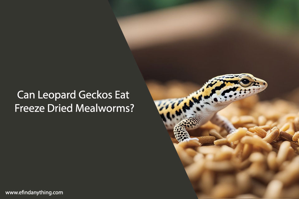 Can Leopard Geckos Eat Freeze Dried Mealworms