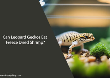 Can Leopard Geckos Eat Freeze Dried Shrimp
