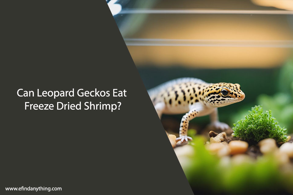 Can Leopard Geckos Eat Freeze Dried Shrimp