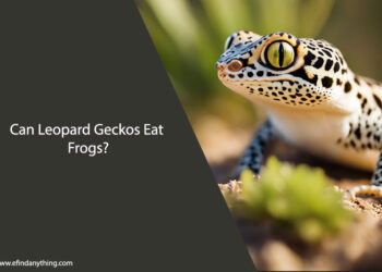 Can Leopard Geckos Eat Frogs