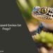 Can Leopard Geckos Eat Frogs