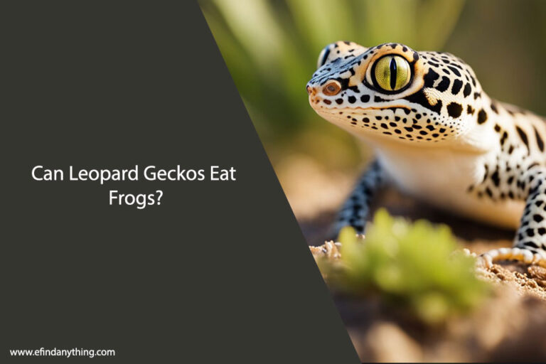 Can Leopard Geckos Eat Frogs