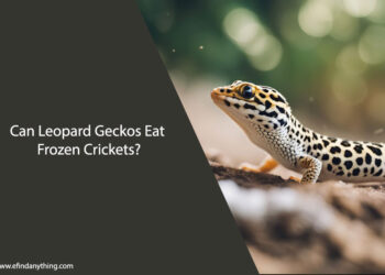 Can Leopard Geckos Eat Frozen Crickets