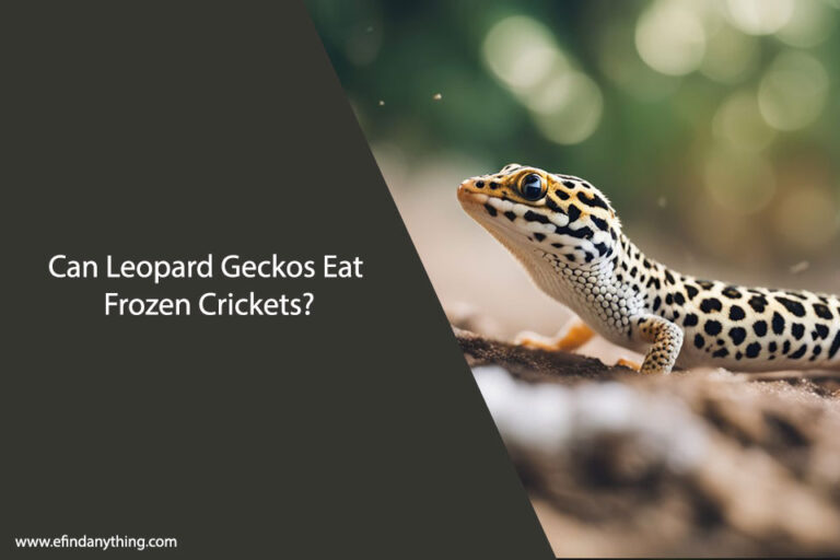 Can Leopard Geckos Eat Frozen Crickets
