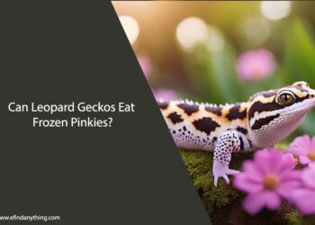 Can Leopard Geckos Eat Frozen Pinkies