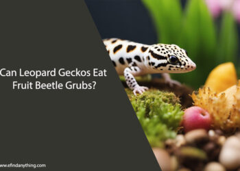 Can Leopard Geckos Eat Fruit Beetle Grubs