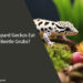 Can Leopard Geckos Eat Fruit Beetle Grubs