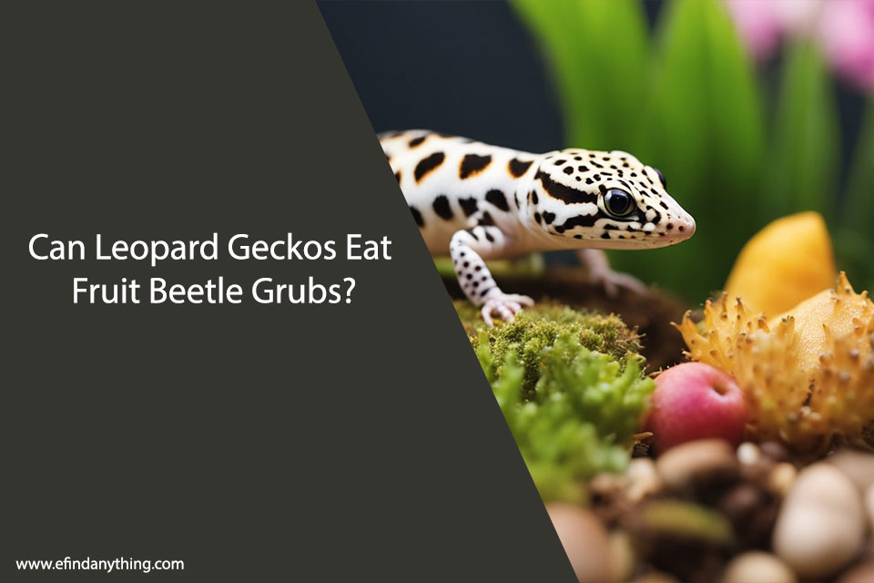 Can Leopard Geckos Eat Fruit Beetle Grubs