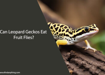 Can Leopard Geckos Eat Fruit Flies