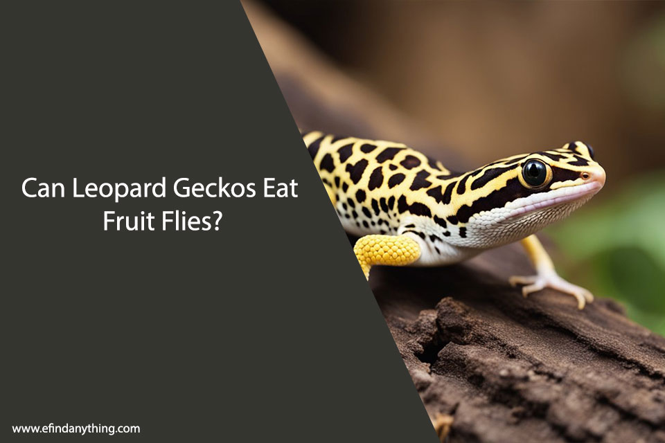 Can Leopard Geckos Eat Fruit Flies