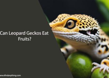 Can Leopard Geckos Eat Fruits