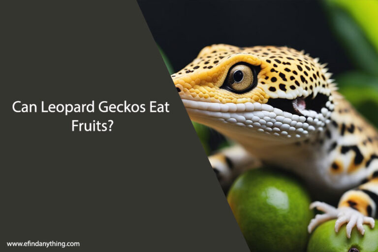 Can Leopard Geckos Eat Fruits