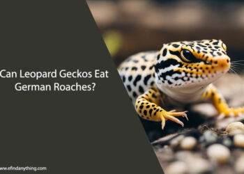 Can Leopard Geckos Eat German Roaches