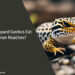 Can Leopard Geckos Eat German Roaches