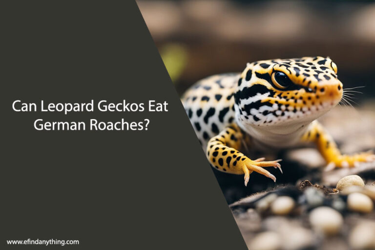 Can Leopard Geckos Eat German Roaches