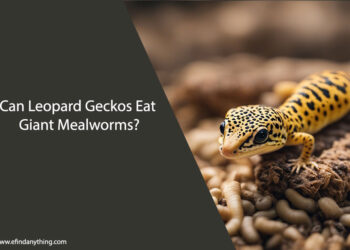 Can Leopard Geckos Eat Giant Mealworms