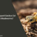 Can Leopard Geckos Eat Giant Mealworms