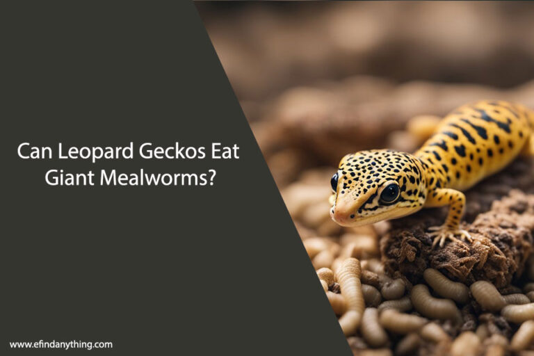 Can Leopard Geckos Eat Giant Mealworms