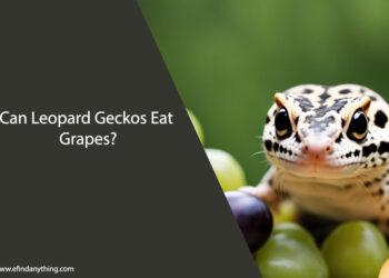 Can Leopard Geckos Eat Grapes