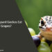 Can Leopard Geckos Eat Grapes