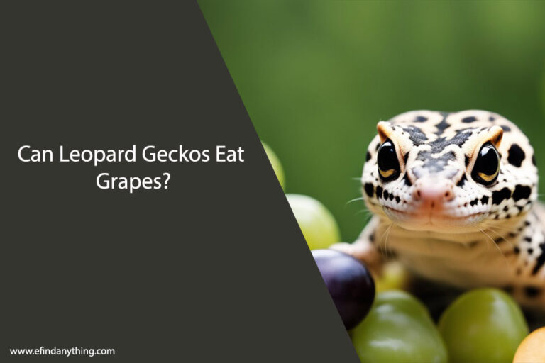 Can Leopard Geckos Eat Grapes