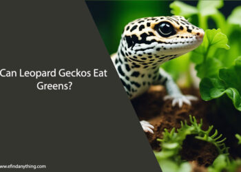 Can Leopard Geckos Eat Greens