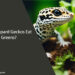 Can Leopard Geckos Eat Greens