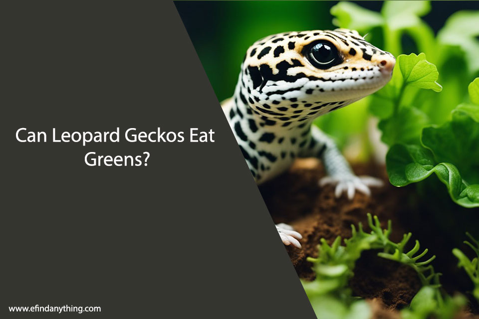 Can Leopard Geckos Eat Greens