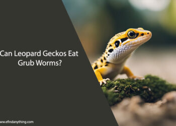 Can Leopard Geckos Eat Grub Worms