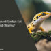 Can Leopard Geckos Eat Grub Worms
