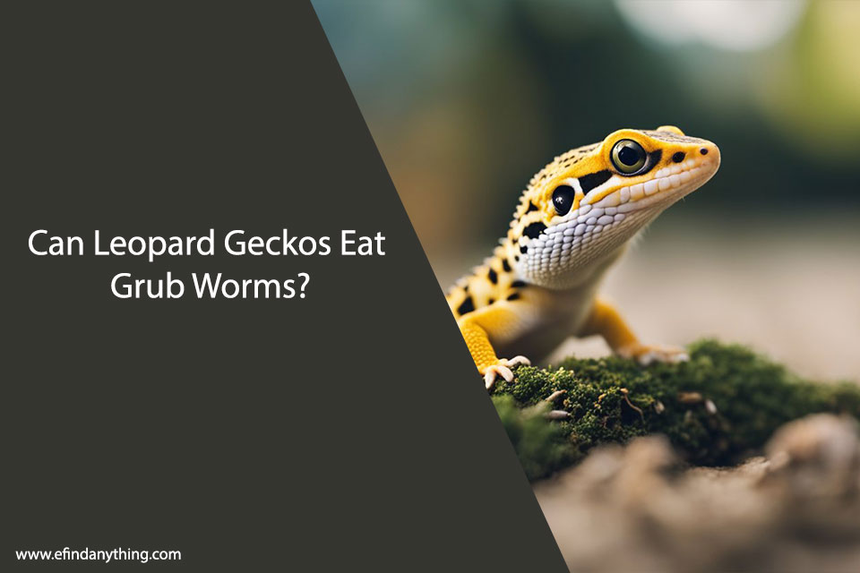 Can Leopard Geckos Eat Grub Worms