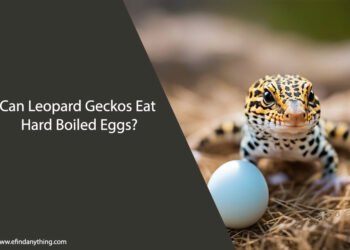 Can Leopard Geckos Eat Hard Boiled Eggs