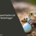 Can Leopard Geckos Eat Hard Boiled Eggs