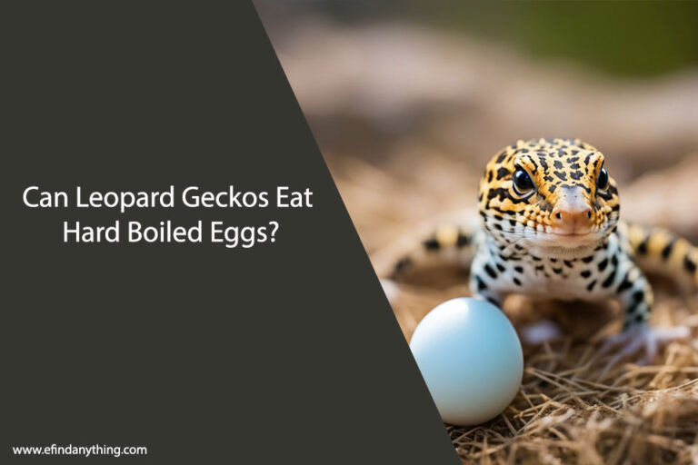 Can Leopard Geckos Eat Hard Boiled Eggs