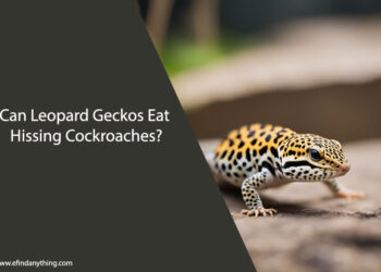 Can Leopard Geckos Eat Hissing Cockroaches