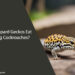 Can Leopard Geckos Eat Hissing Cockroaches