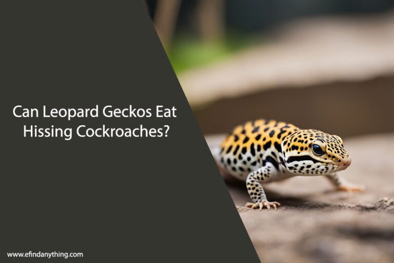 Can Leopard Geckos Eat Hissing Cockroaches