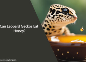 Can Leopard Geckos Eat Honey